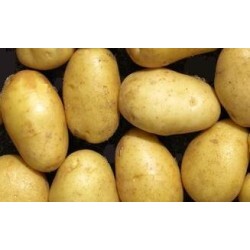 Terrasuisse - Kartoffeln