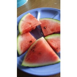 Miniwassermelone