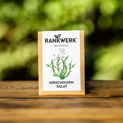 Rankwerk Hirschhornsalat Bio-Saatgut